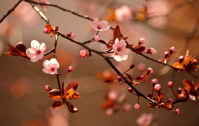Beautiful flowering Japanese cherry - Sakura